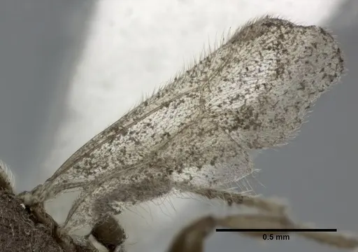 Vollenhovia emeryi - CASENT0246160