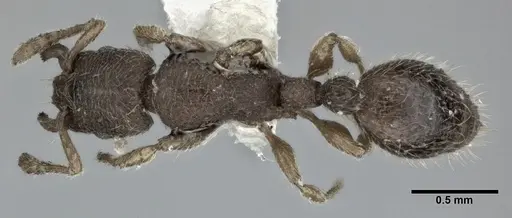 Vollenhovia emeryi - CASENT0246161