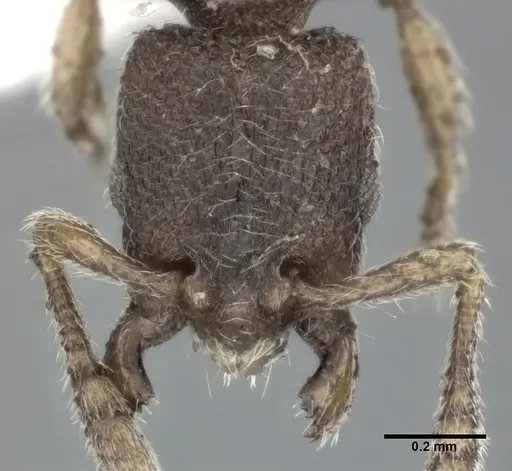 Vollenhovia emeryi - CASENT0246161