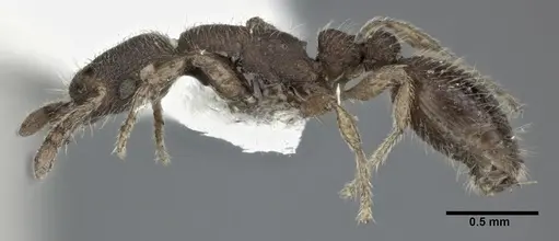 Vollenhovia emeryi - CASENT0246161