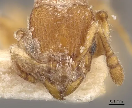 Vollenhovia escherichi specimen