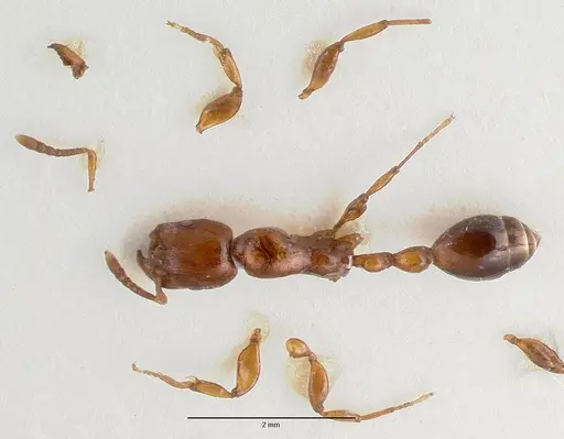 Vollenhovia irenea specimen