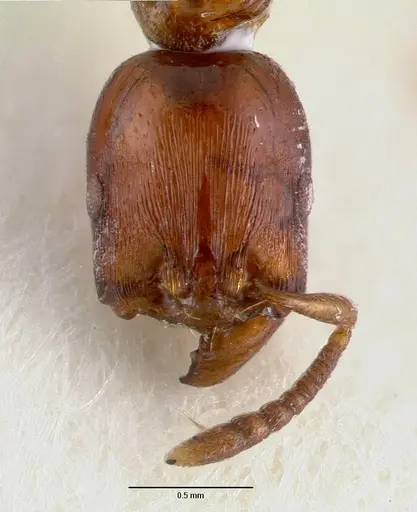 Vollenhovia irenea specimen