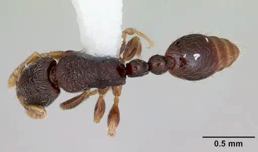 Vollenhovia kaselela specimen