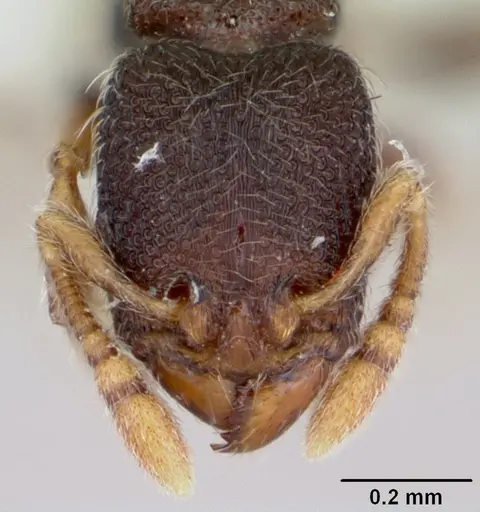 Vollenhovia kaselela specimen