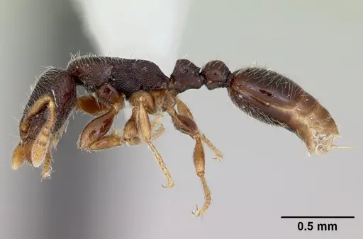 Vollenhovia kaselela specimen