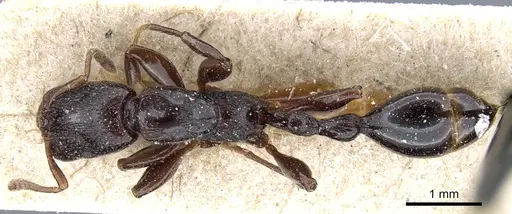 Vollenhovia longiceps specimen