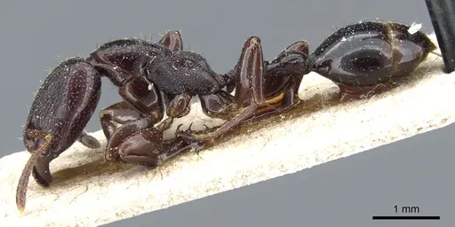 Vollenhovia longiceps specimen