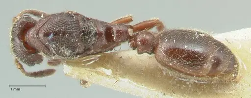 Vollenhovia luctuosa specimen