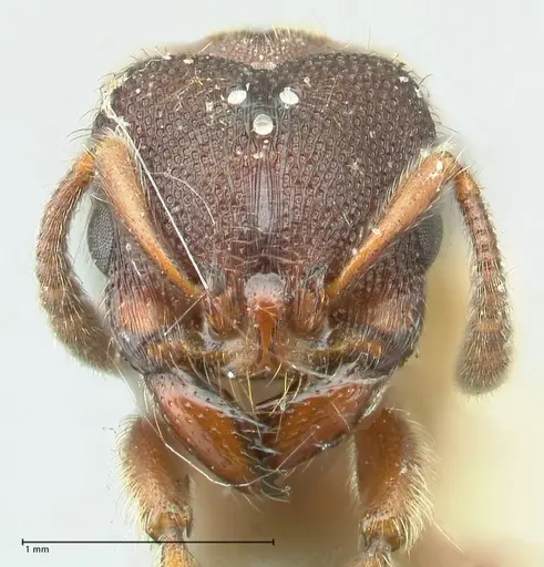 Vollenhovia luctuosa specimen