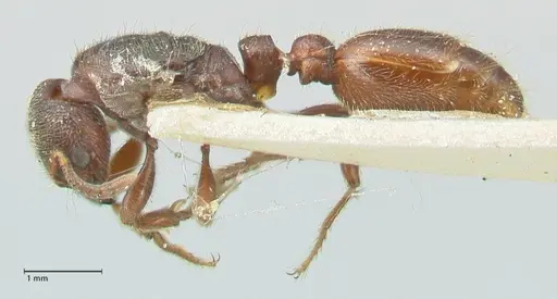 Vollenhovia luctuosa specimen