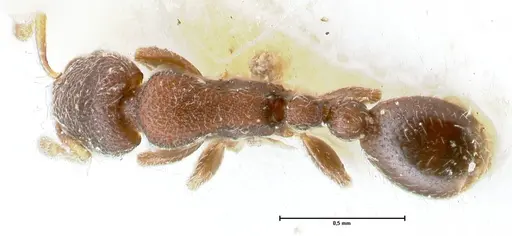 Vollenhovia minuta specimen