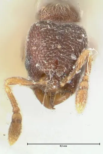 Vollenhovia minuta specimen