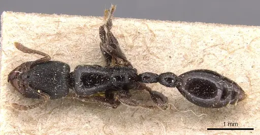 Vollenhovia modiglianii specimen