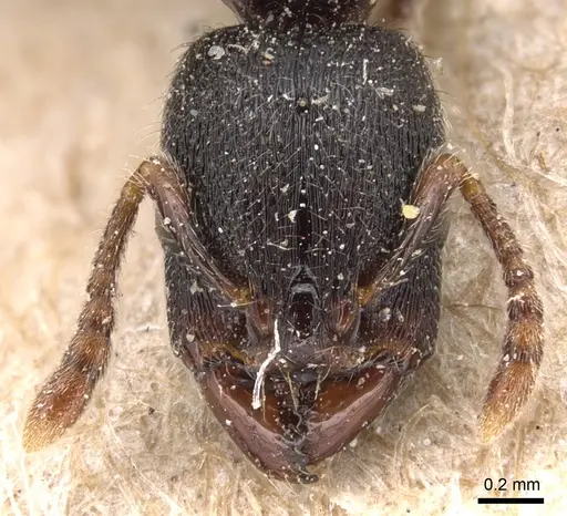 Vollenhovia modiglianii specimen