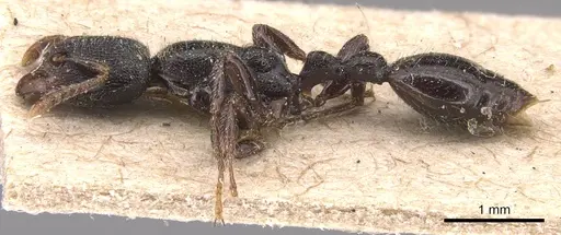 Vollenhovia modiglianii specimen