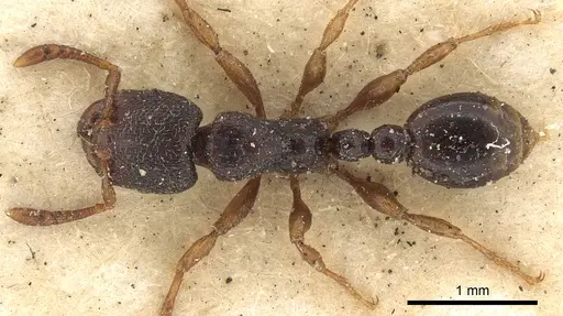 Vollenhovia moesta specimen