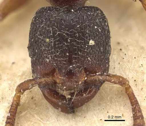 Vollenhovia moesta specimen