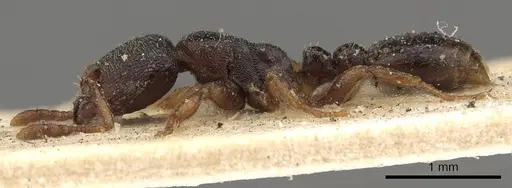 Vollenhovia moesta specimen