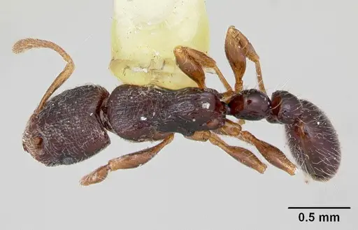 Vollenhovia mwereka specimen