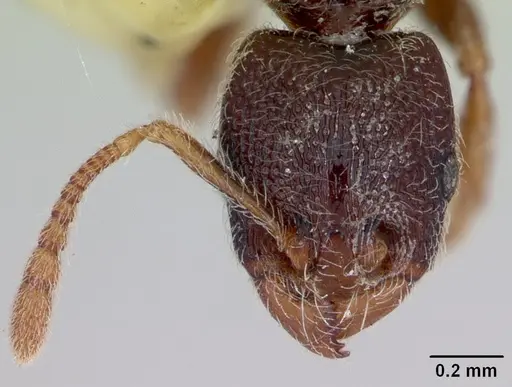 Vollenhovia mwereka specimen