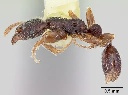 Vollenhovia mwereka specimen