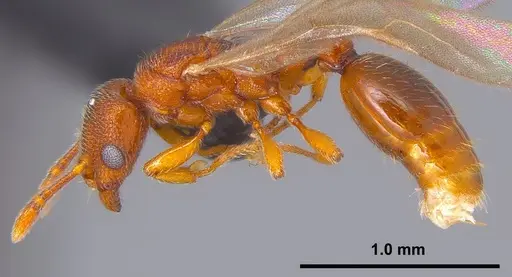 Vollenhovia nipponica specimen