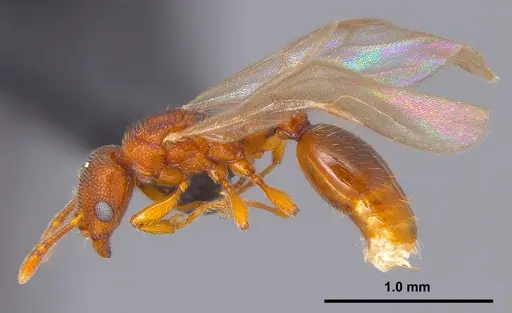 Vollenhovia nipponica specimen