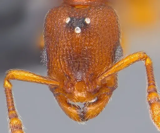 Vollenhovia nipponica - ANTWEB1008093