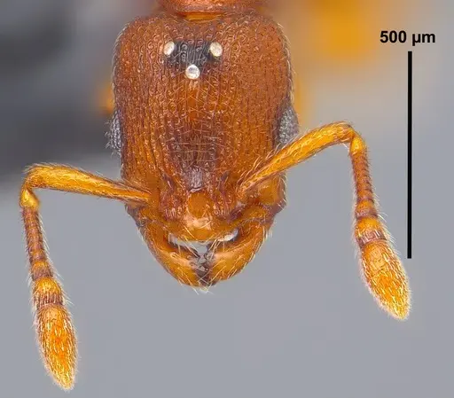 Vollenhovia nipponica - ANTWEB1008093