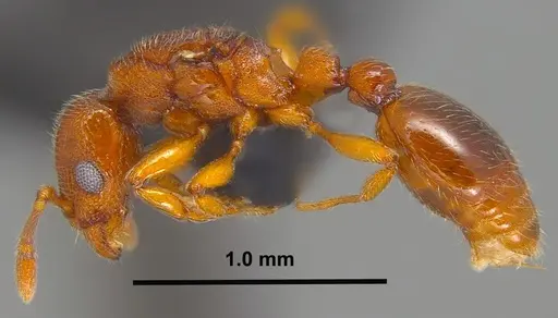 Vollenhovia nipponica - ANTWEB1008093