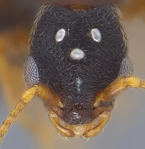 Vollenhovia nipponica - ANTWEB1008094