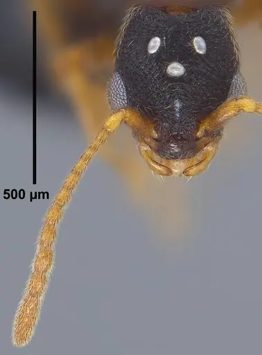 Vollenhovia nipponica - ANTWEB1008094