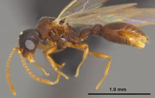 Vollenhovia nipponica - ANTWEB1008094