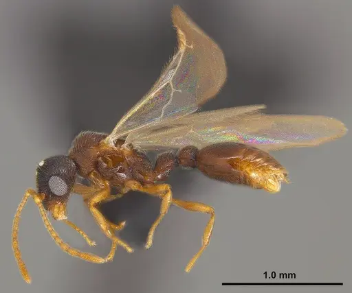 Vollenhovia nipponica - ANTWEB1008094