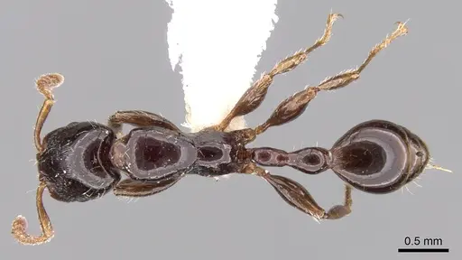 Vollenhovia nitida specimen