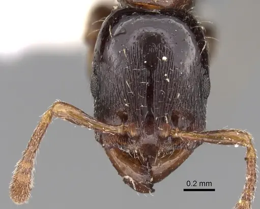 Vollenhovia nitida specimen