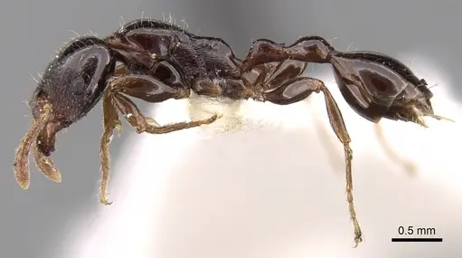 Vollenhovia nitida specimen