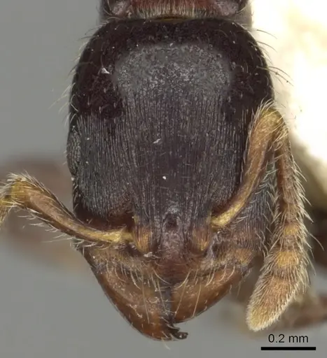 Vollenhovia novobritainae specimen