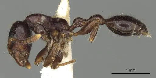 Vollenhovia novobritainae specimen