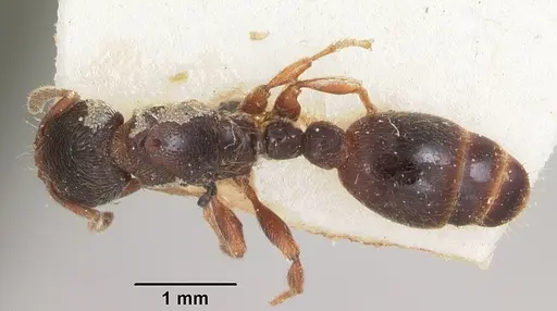 Vollenhovia oblonga specimen