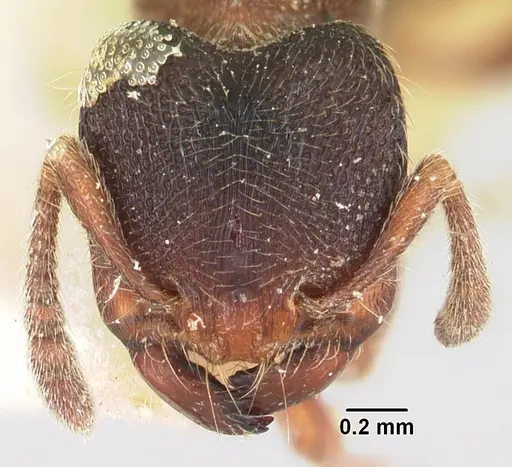 Vollenhovia oblonga specimen