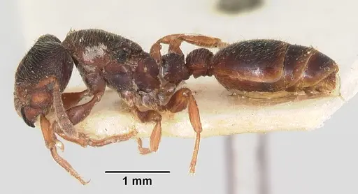 Vollenhovia oblonga specimen