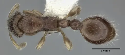 Vollenhovia okinawana specimen