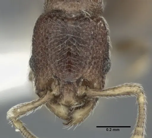 Vollenhovia okinawana specimen