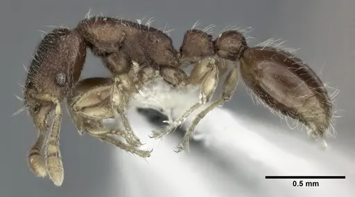 Vollenhovia okinawana specimen