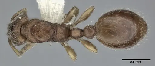 Vollenhovia okinawana - CASENT0246159