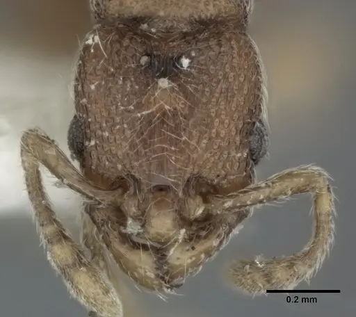 Vollenhovia okinawana - CASENT0246159