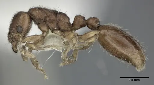 Vollenhovia okinawana - CASENT0246159