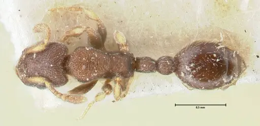 Vollenhovia opacinoda specimen